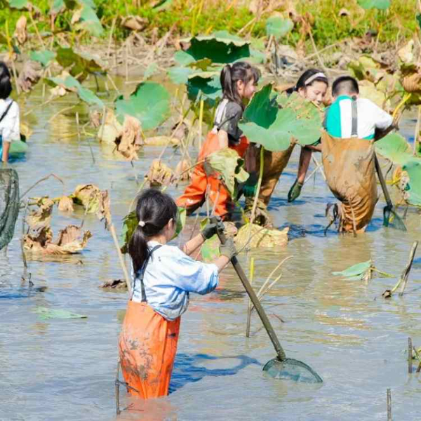 苏州研学基地趣味挖藕三六六社会实践邀你共赴田野体验探秘之旅 苏州研学基地趣味挖藕三六六社会实践邀你共赴田野体验探秘之旅